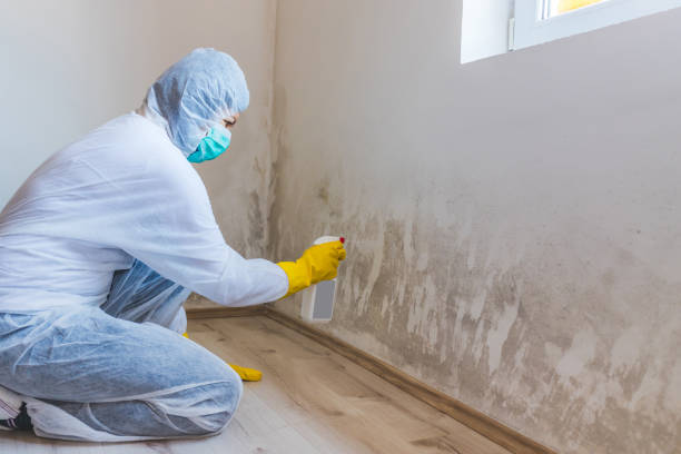 Licensed Basement Mold Remediation service in Malden, MA - WQB Mold Removal