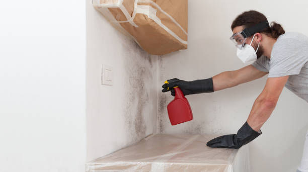 Professional Basement Mold Remediation technician working in Malden, MA