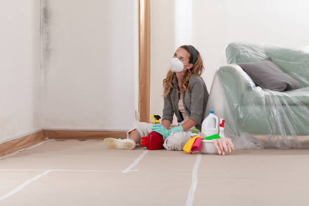 Reliable Basement Mold Remediation contractor in Malden, MA by WQB Mold Removal