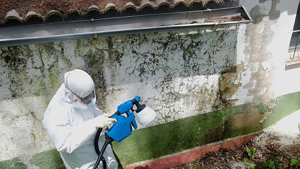 Top rated local Basement Mold Remediation specialists in Malden, MA